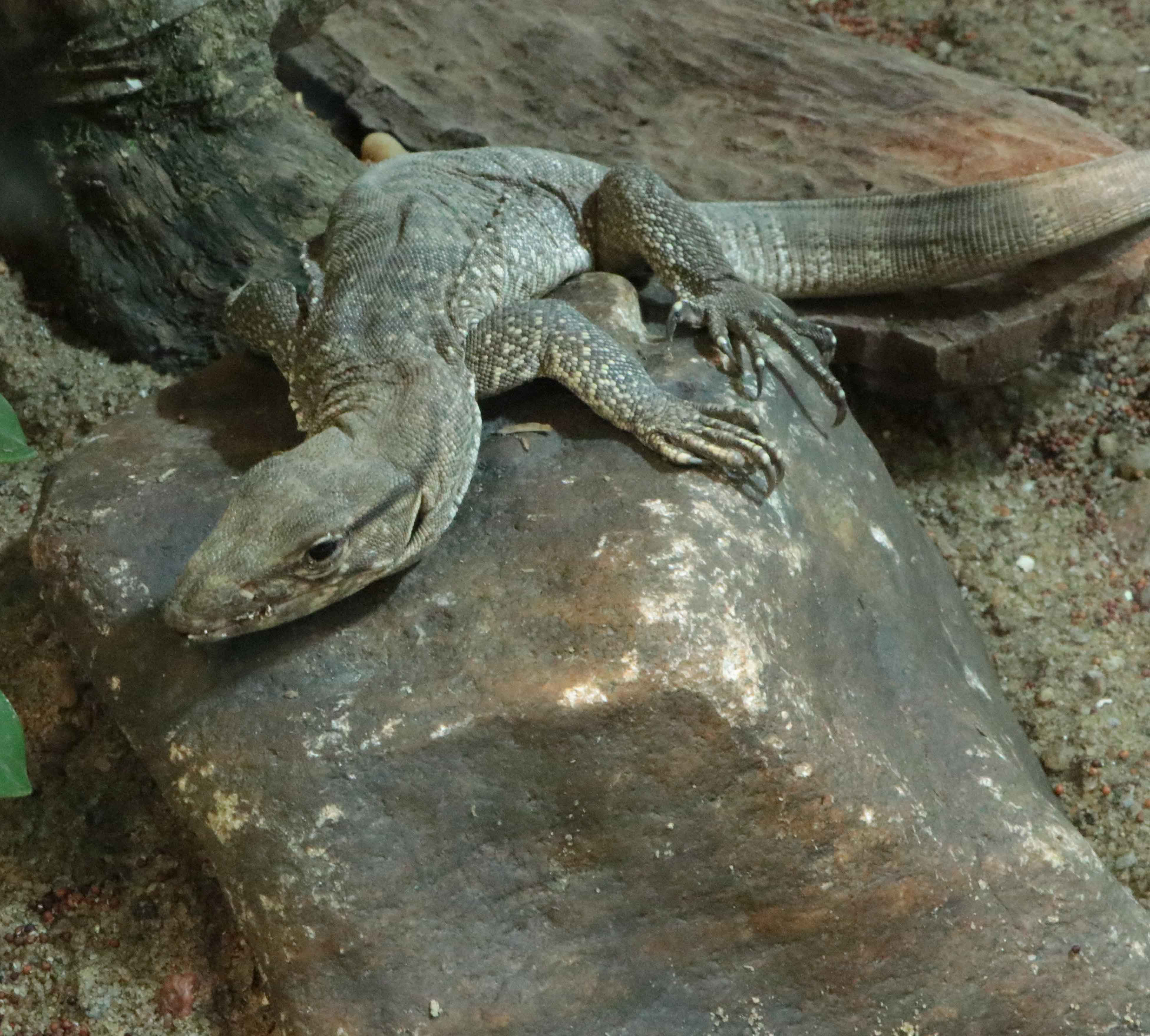 Monitor Lizard